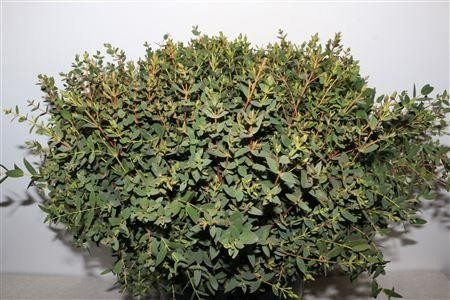 Euc Parvifolia P Bs 55L.cm 100gram