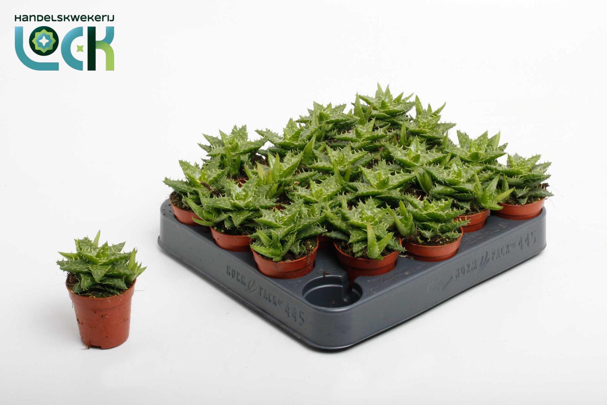 Aloe Squarrosa 505Ø 10cm