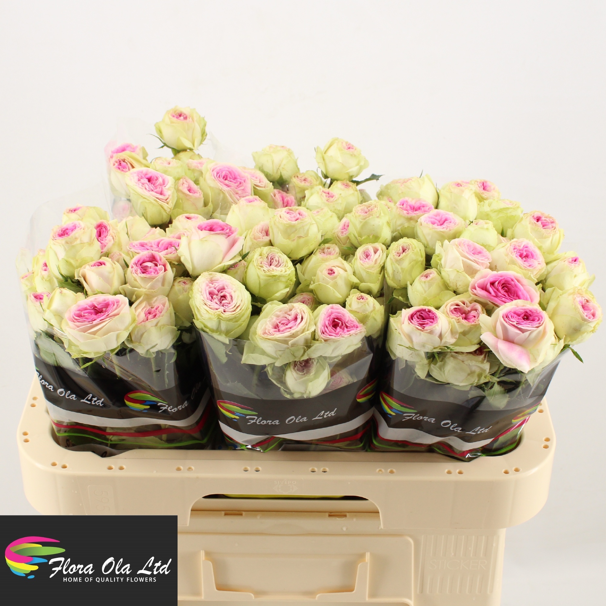 Rosa Spr Gelato 60cm