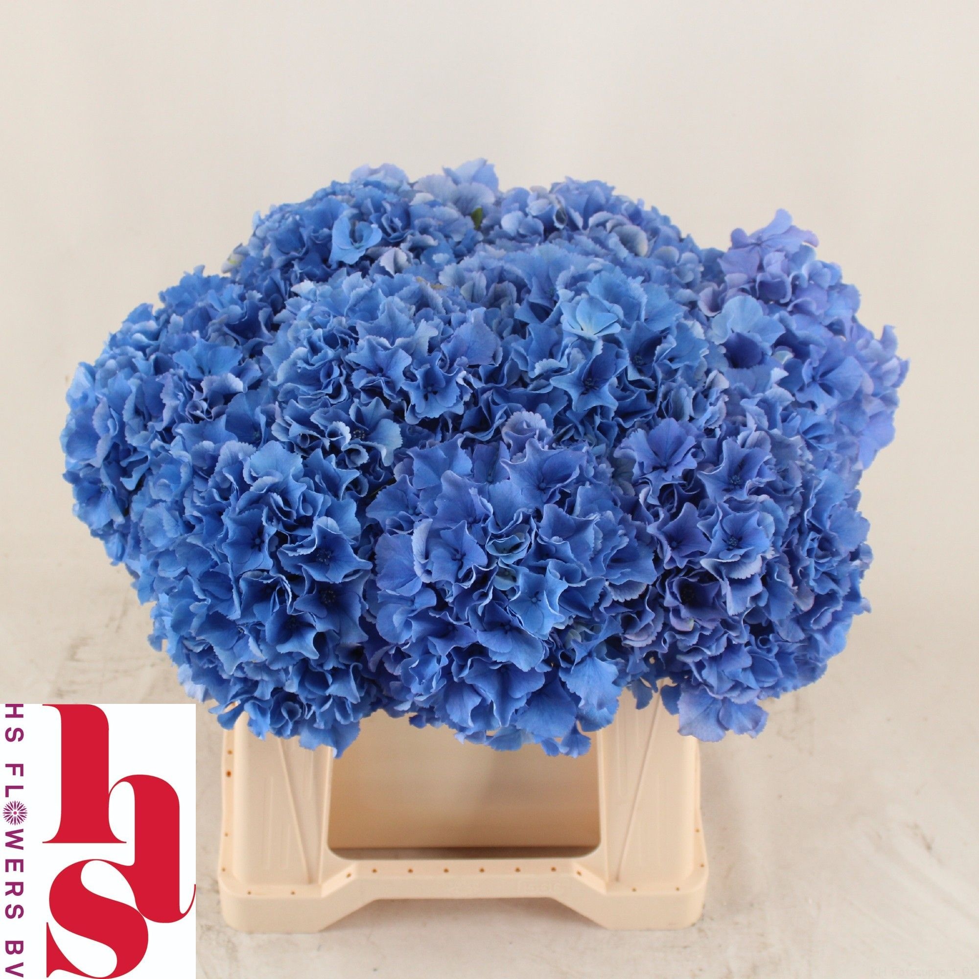 Hydrangea Royal Parade 40cm 17Ø