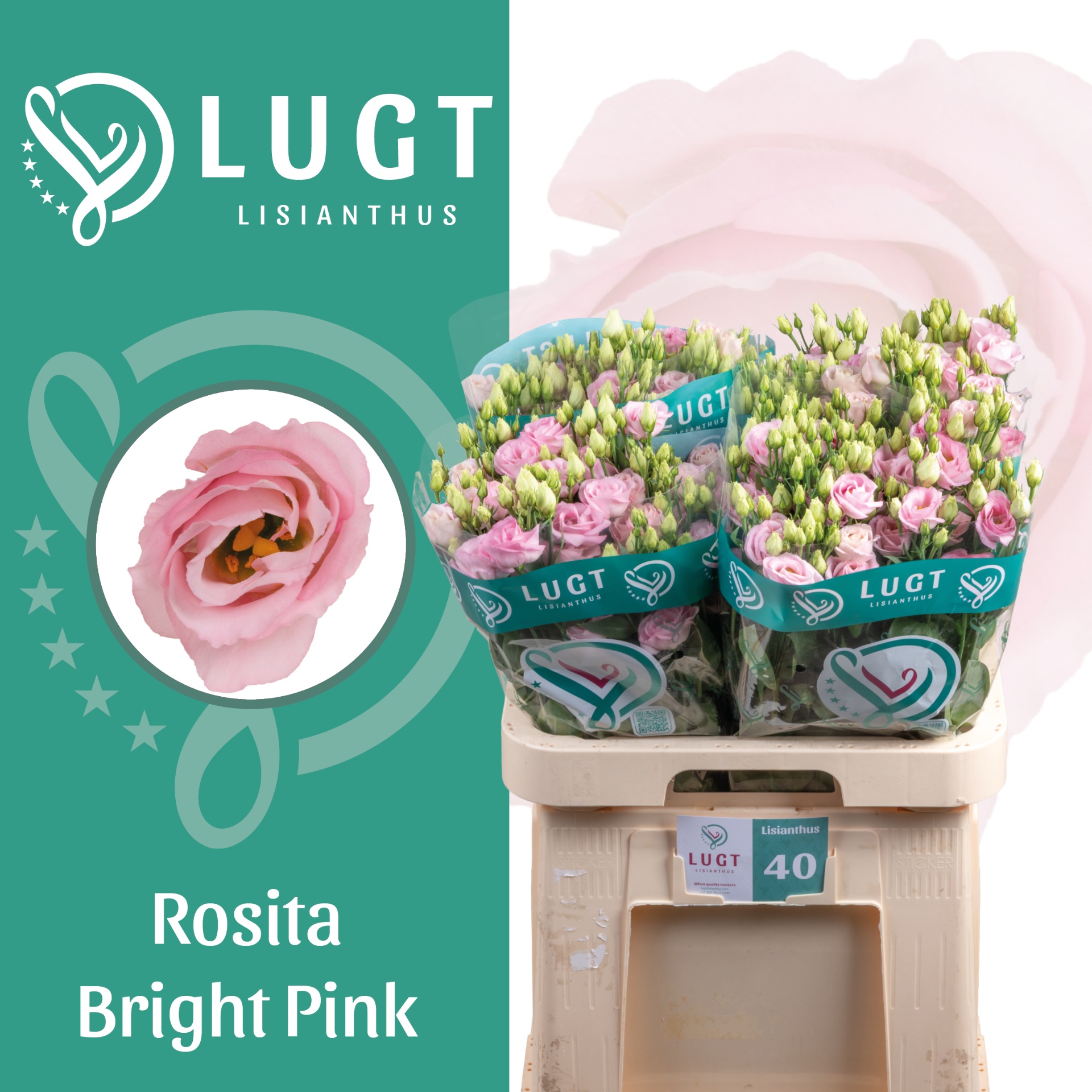 Eus G Rosi Bright Pi 70L.cm 55+knop 23bloei