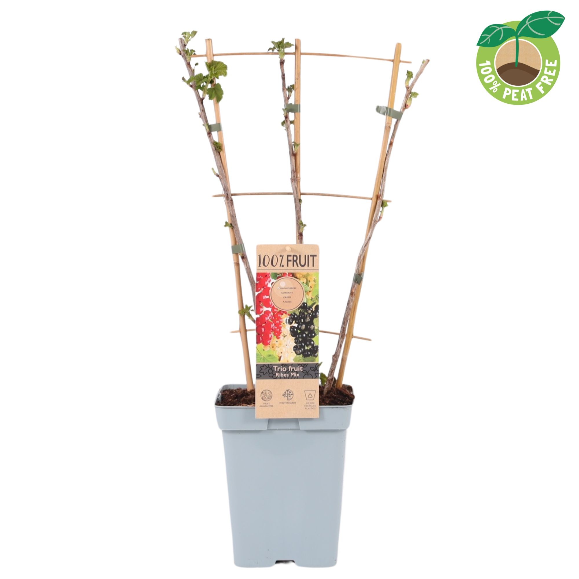 Picture of Ribes Trio Berry P23 (5 Ltr) TRELLIS (LOOSE)