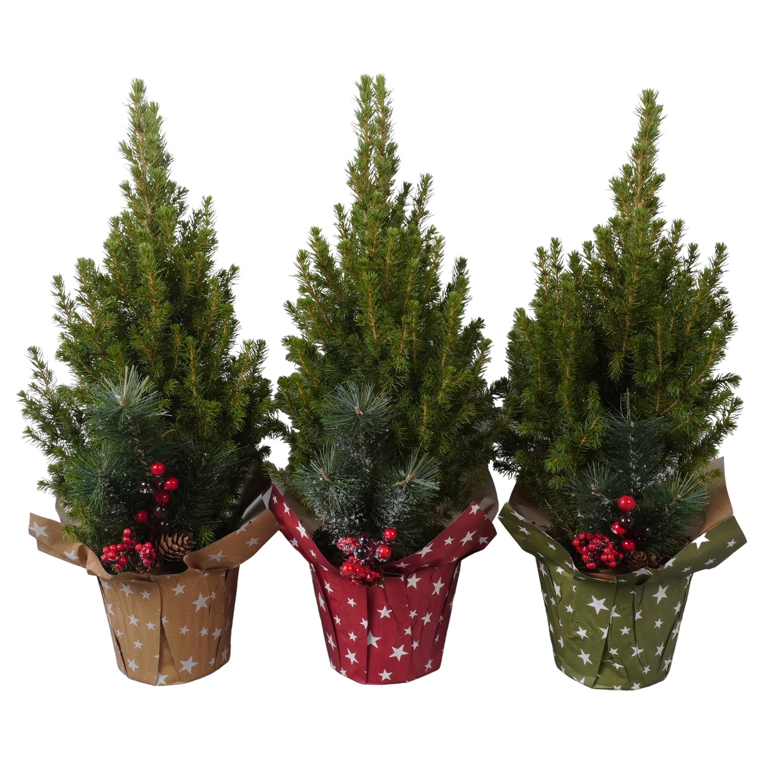 Picture of PTK24508 Picea Conica Perfecta in paper potcover decoration P15 50CM