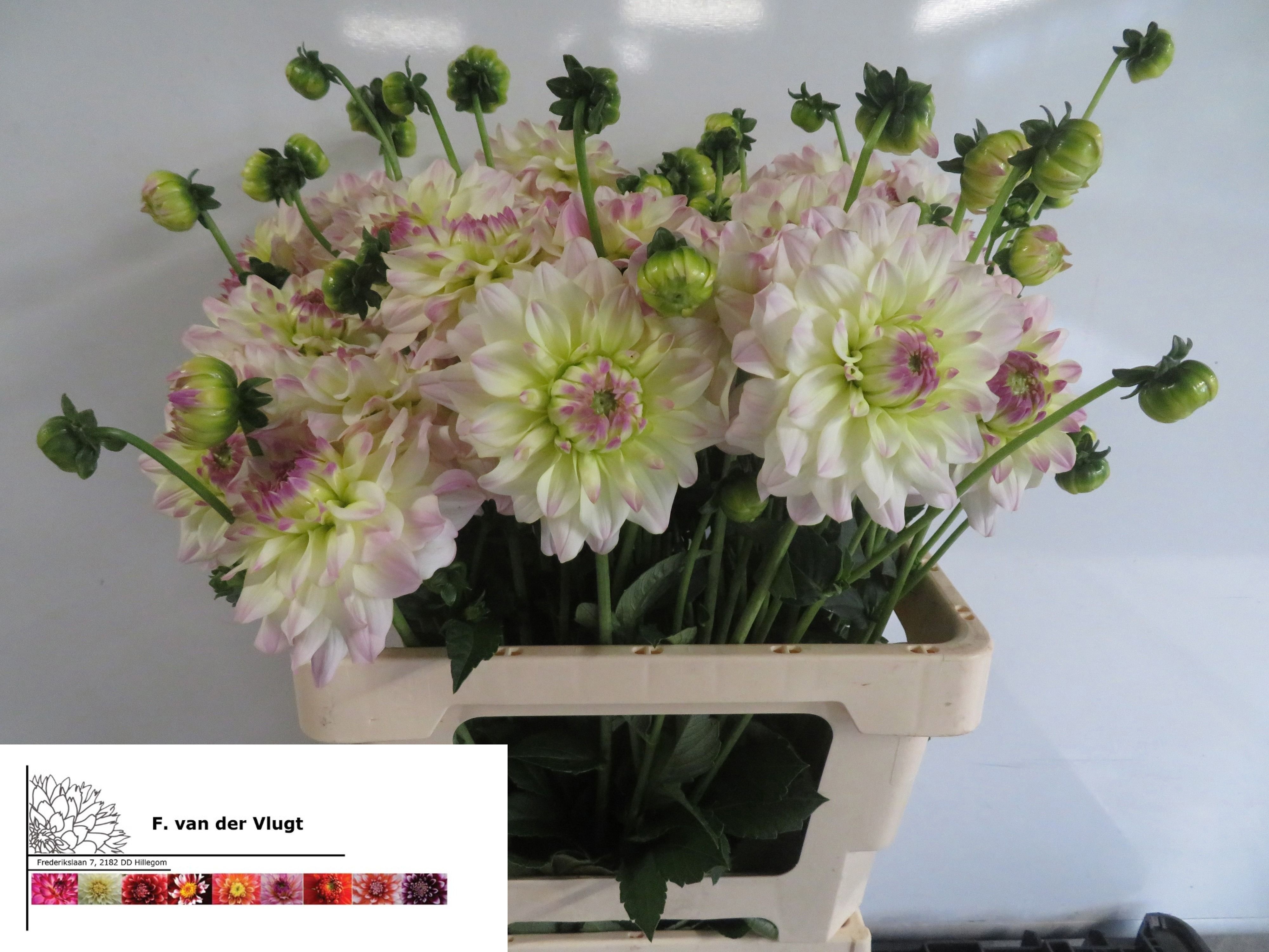 Dahlia 50cm