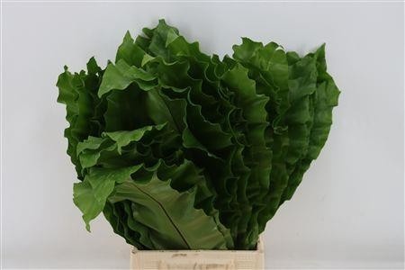 Aspidistra Leaves Bunch 60cm
