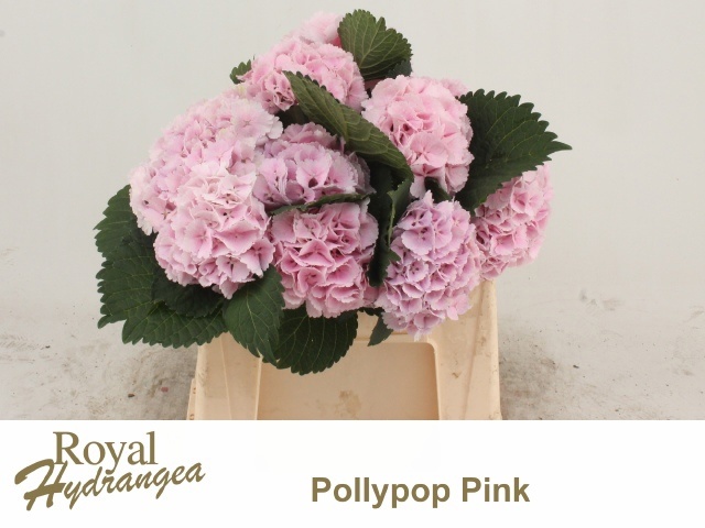 Hydrangea Lollypop Lavender 40cm 13Ø