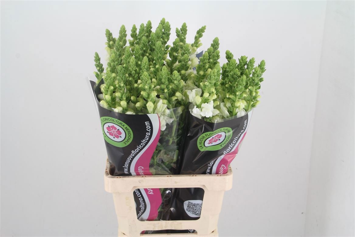 Antirrhinum Poto White 70cm