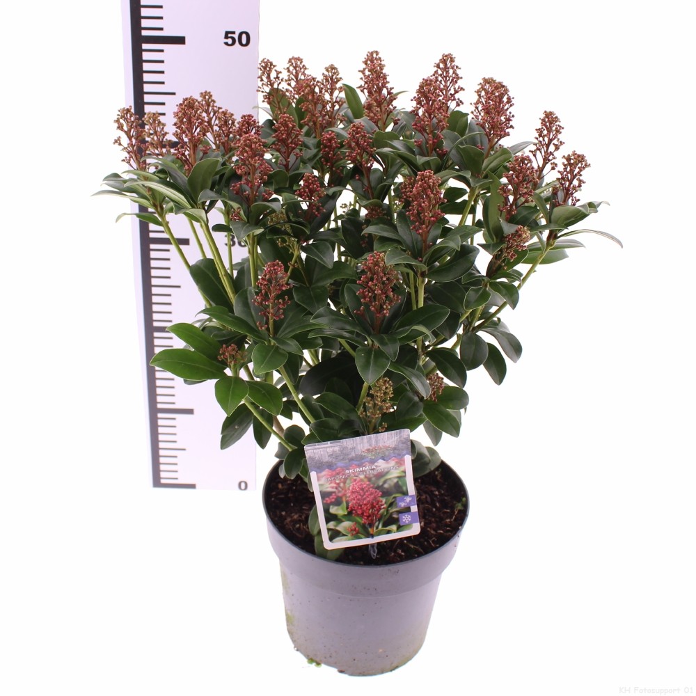 Picture of Skimmia japonica 'Celebrations'