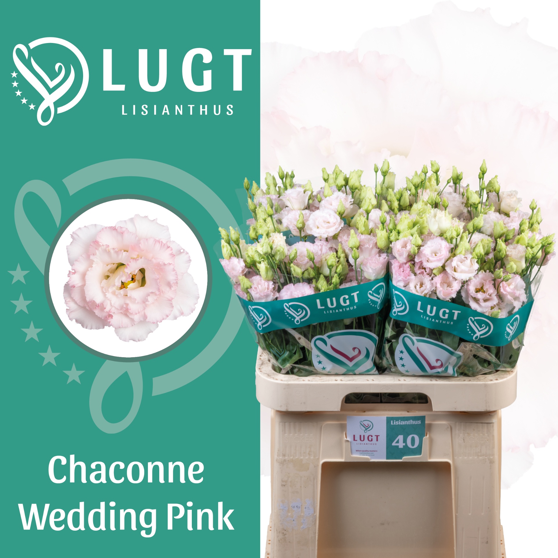 Lisianthus Double Chac Wedding Pink 70cm