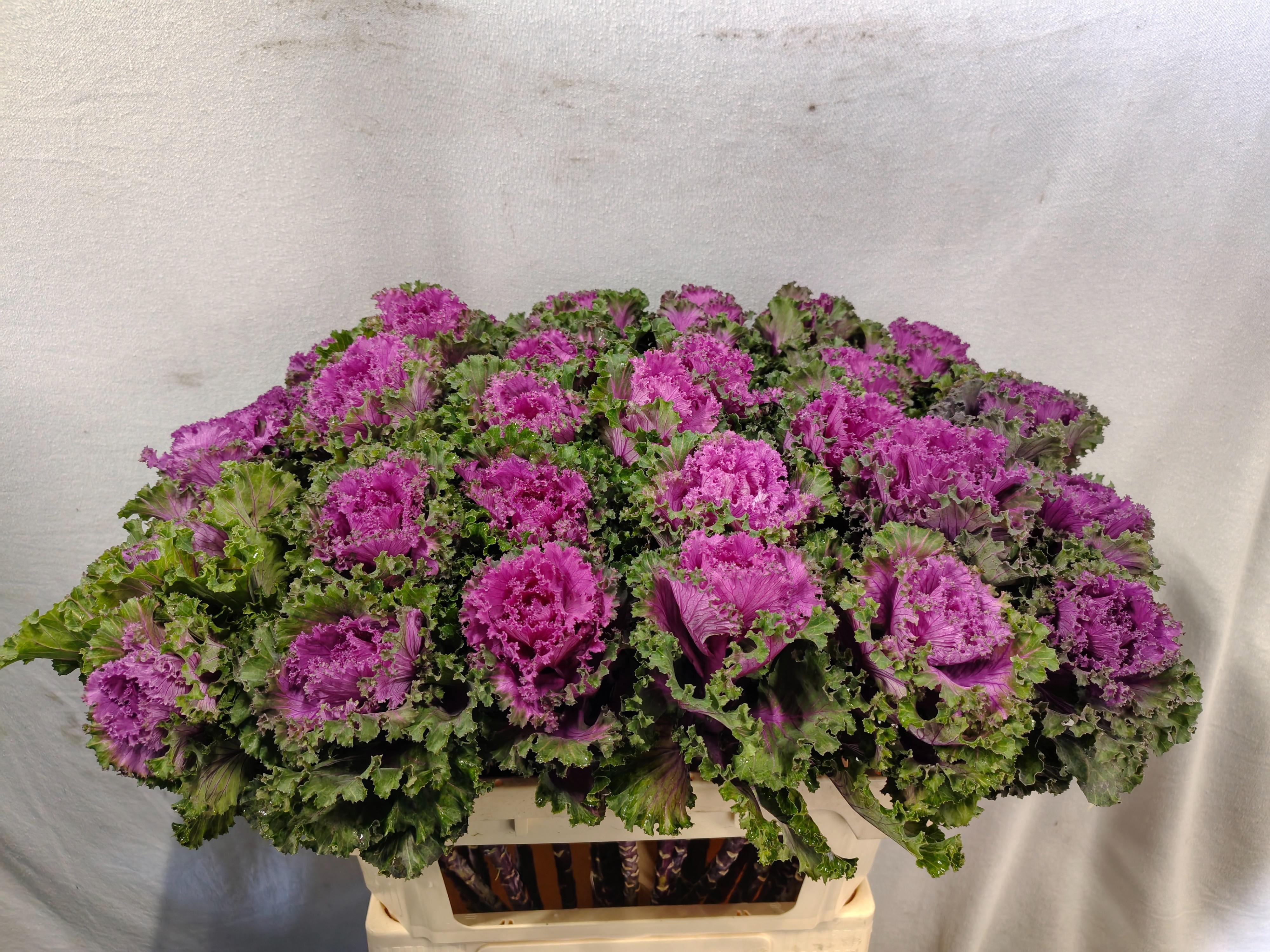 Brassica Crane Ruffle Red 70cm