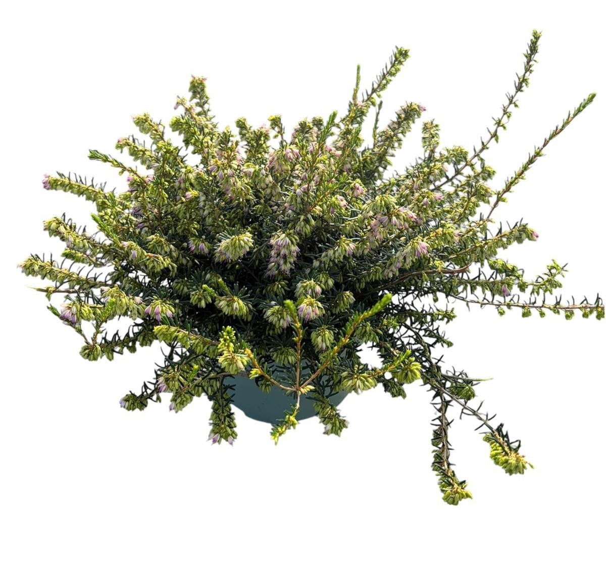 Erica darleyensis 'Darley Dale'