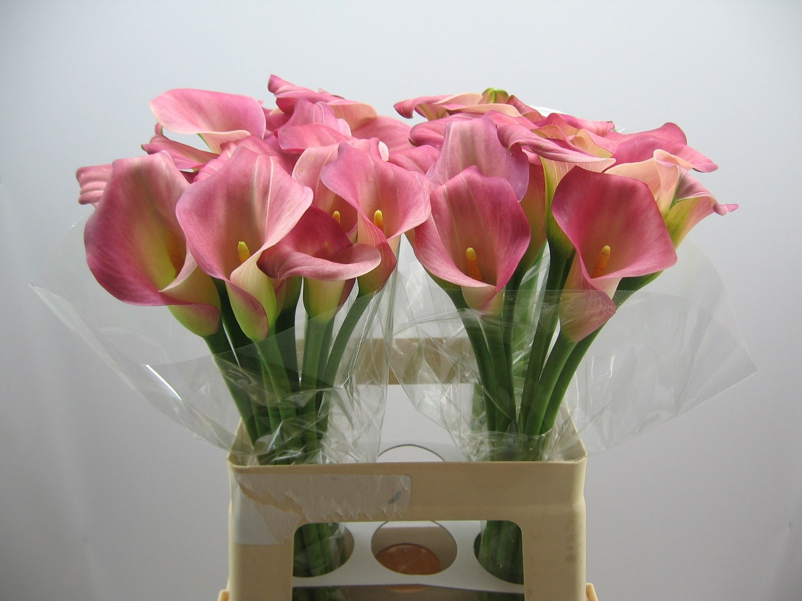 Calla Candy Dream 60cm