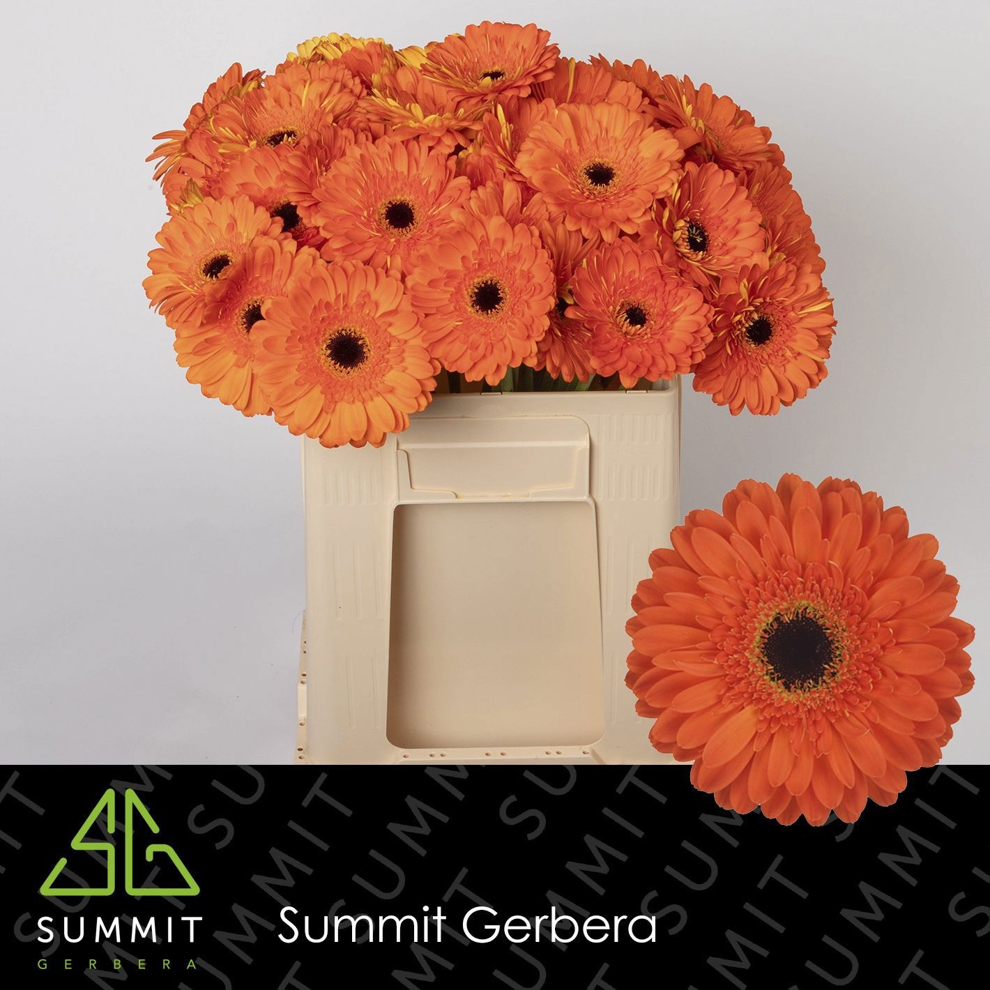 Gerbera Bonanza 50cm 10Ø