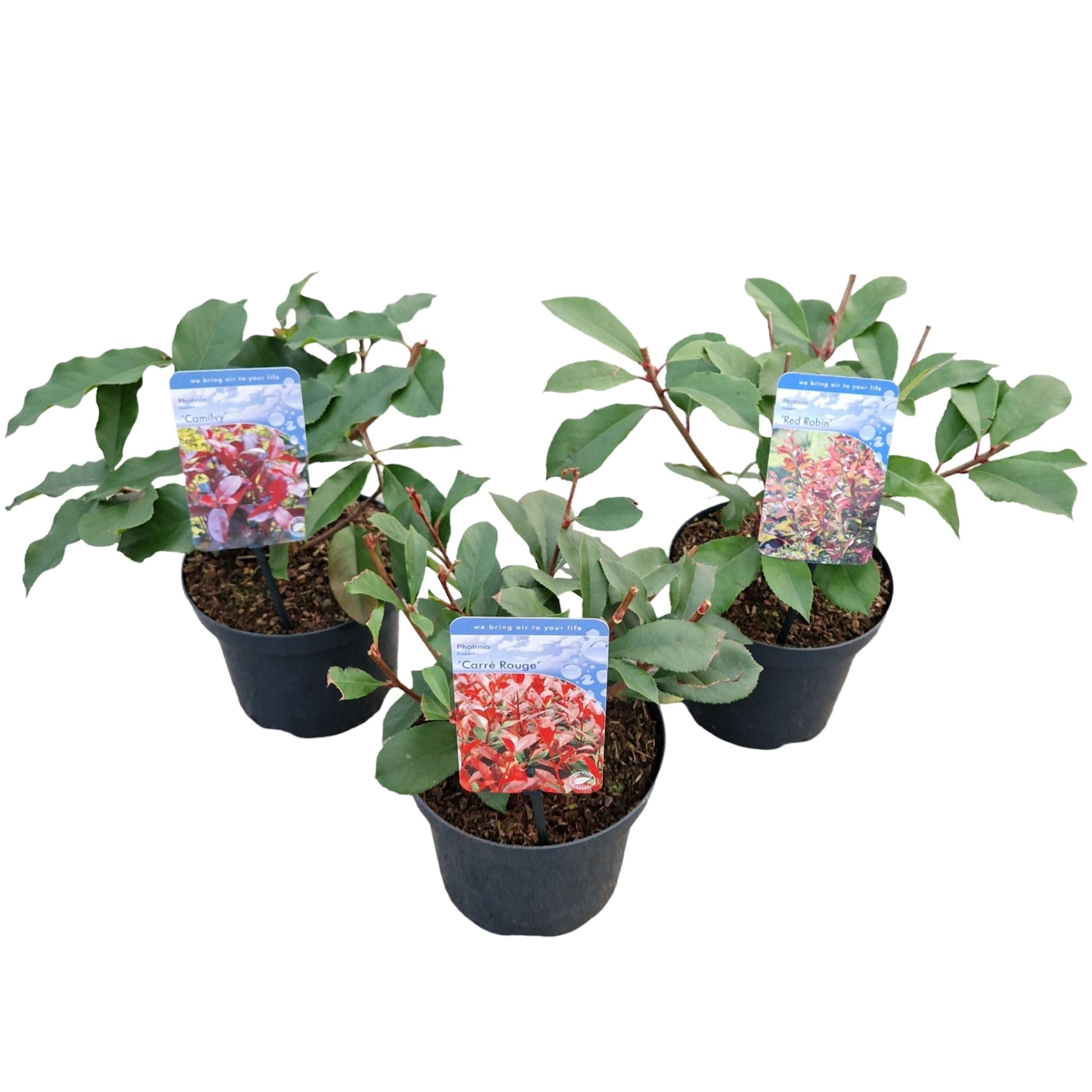 Picture of Photinia fras. Mix