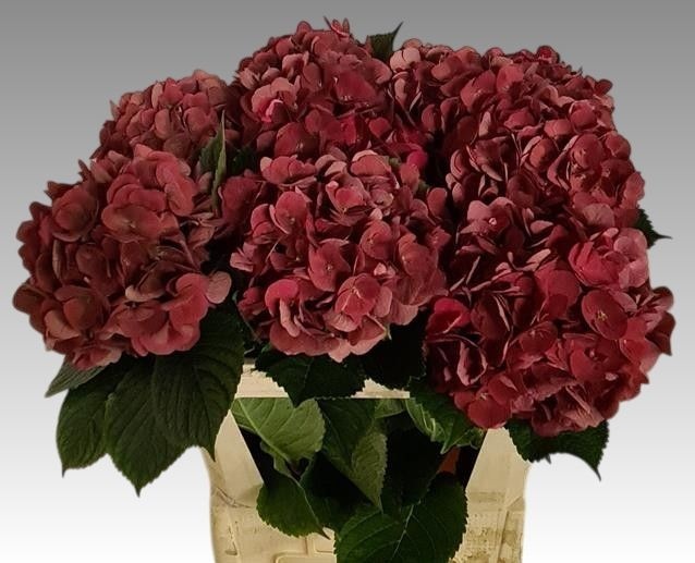 Hydr M Mon Amour Cl