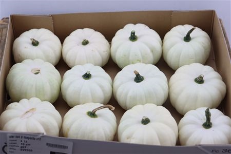 Cucurbita Pepo