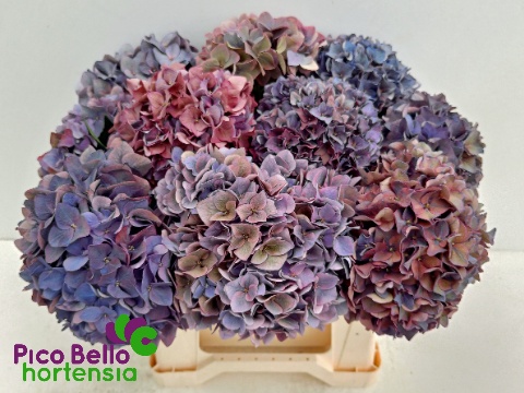 Hydrangea Rodeo Classic Pink 40cm 14Ø