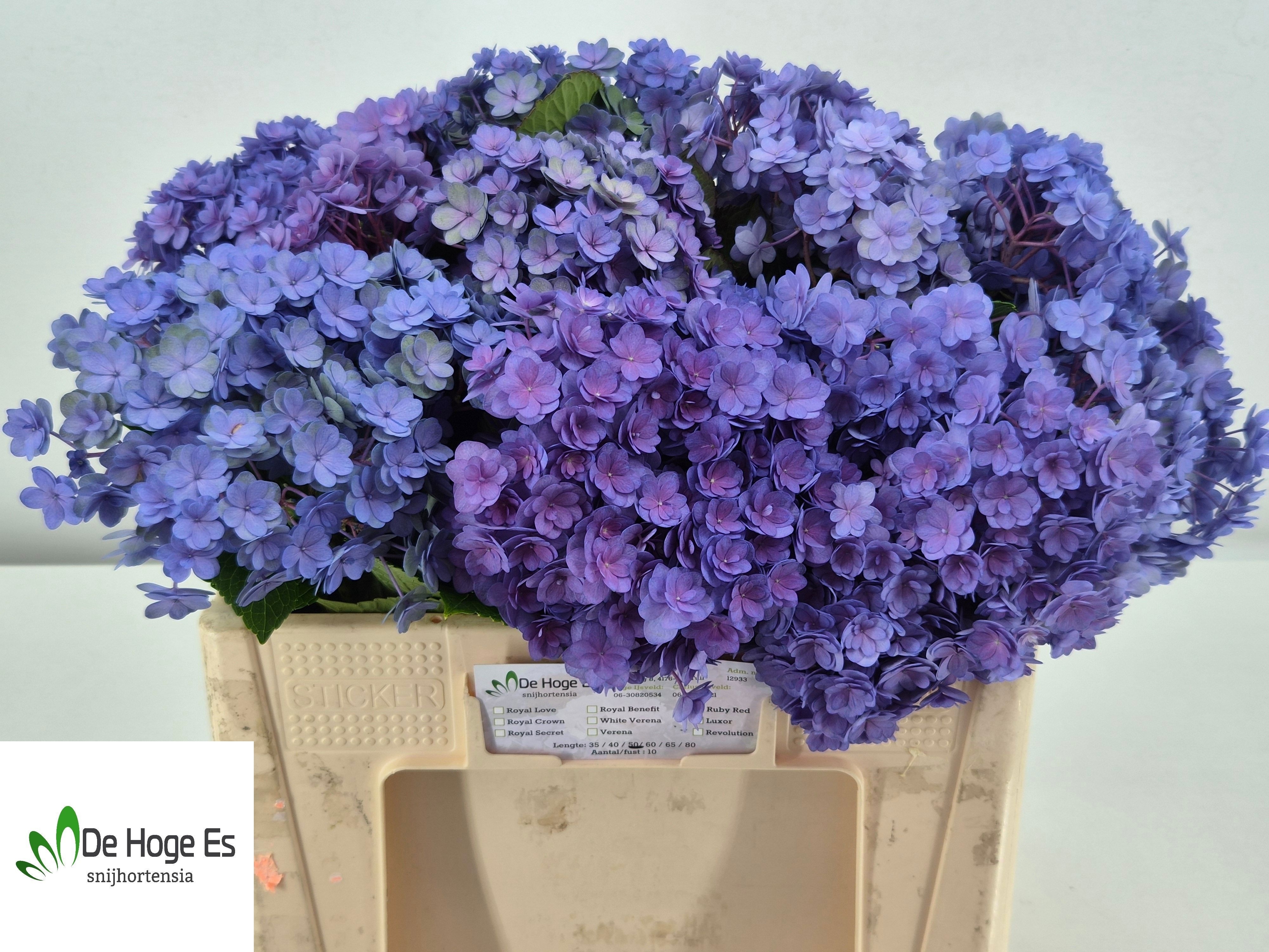 Hydrangea Beau Luxor Blue 50cm 18Ø