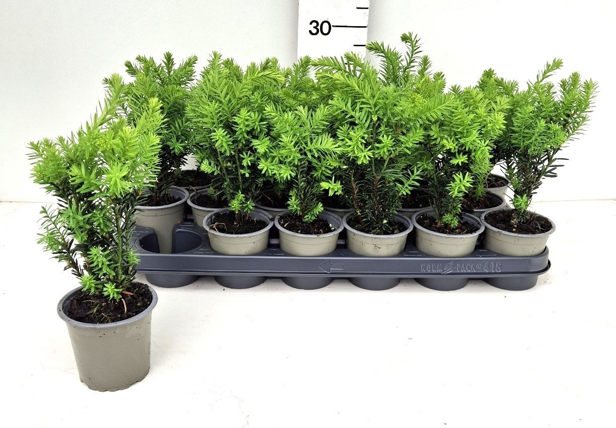 Taxus x media 'Hillii' TAXUS M HILLII | Gardenline