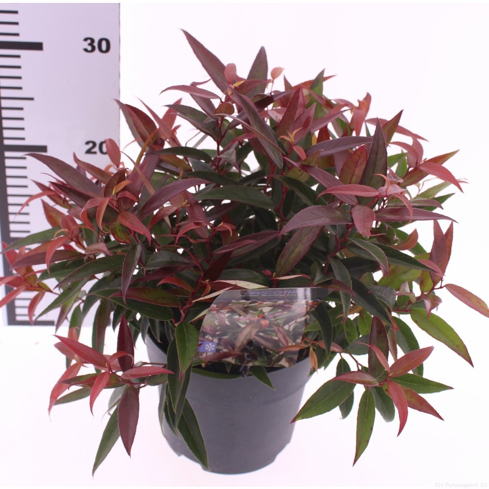 Picture of Leucothoe keiskei 'Burning Love'
