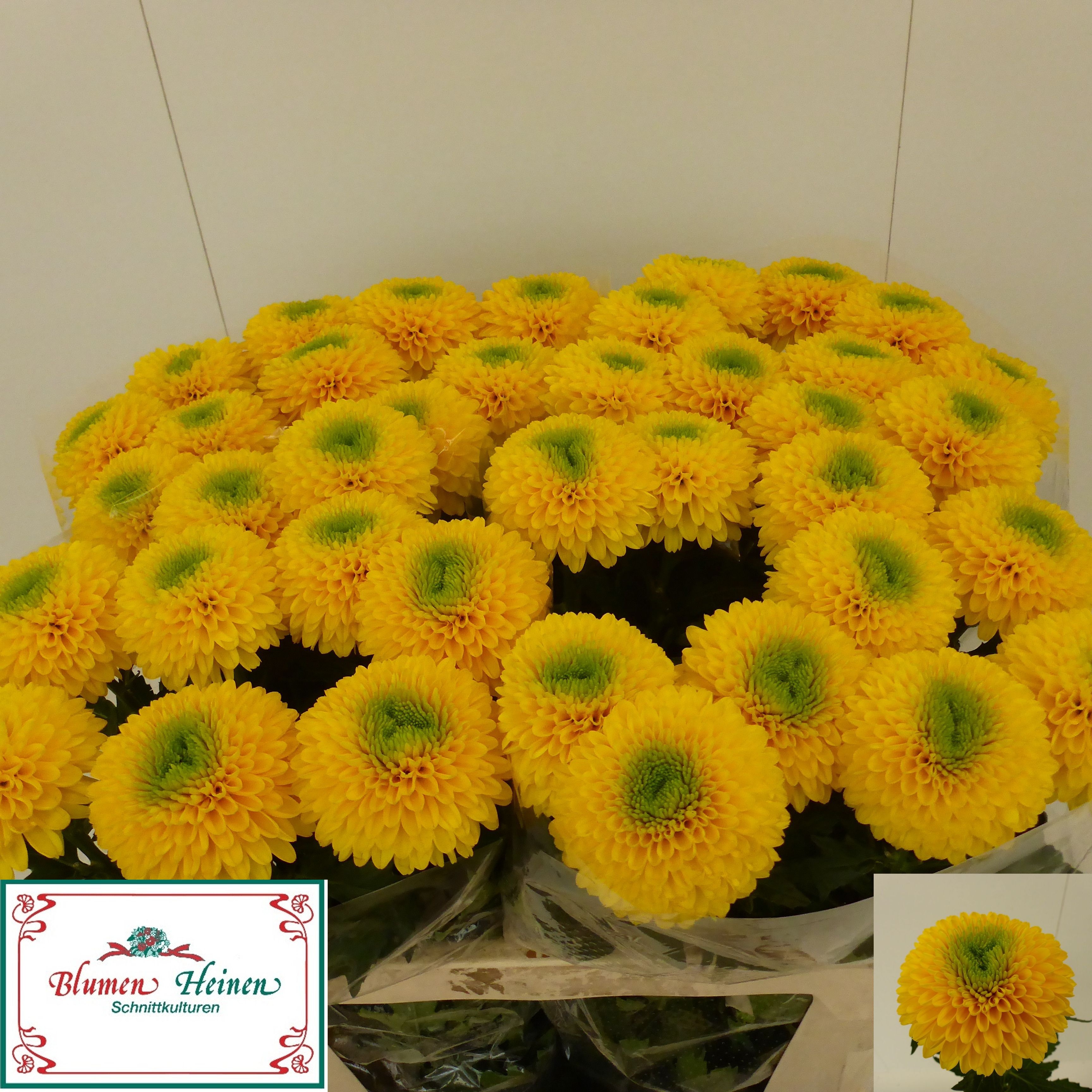Chrys Single Brasiliana 70cm 75gram