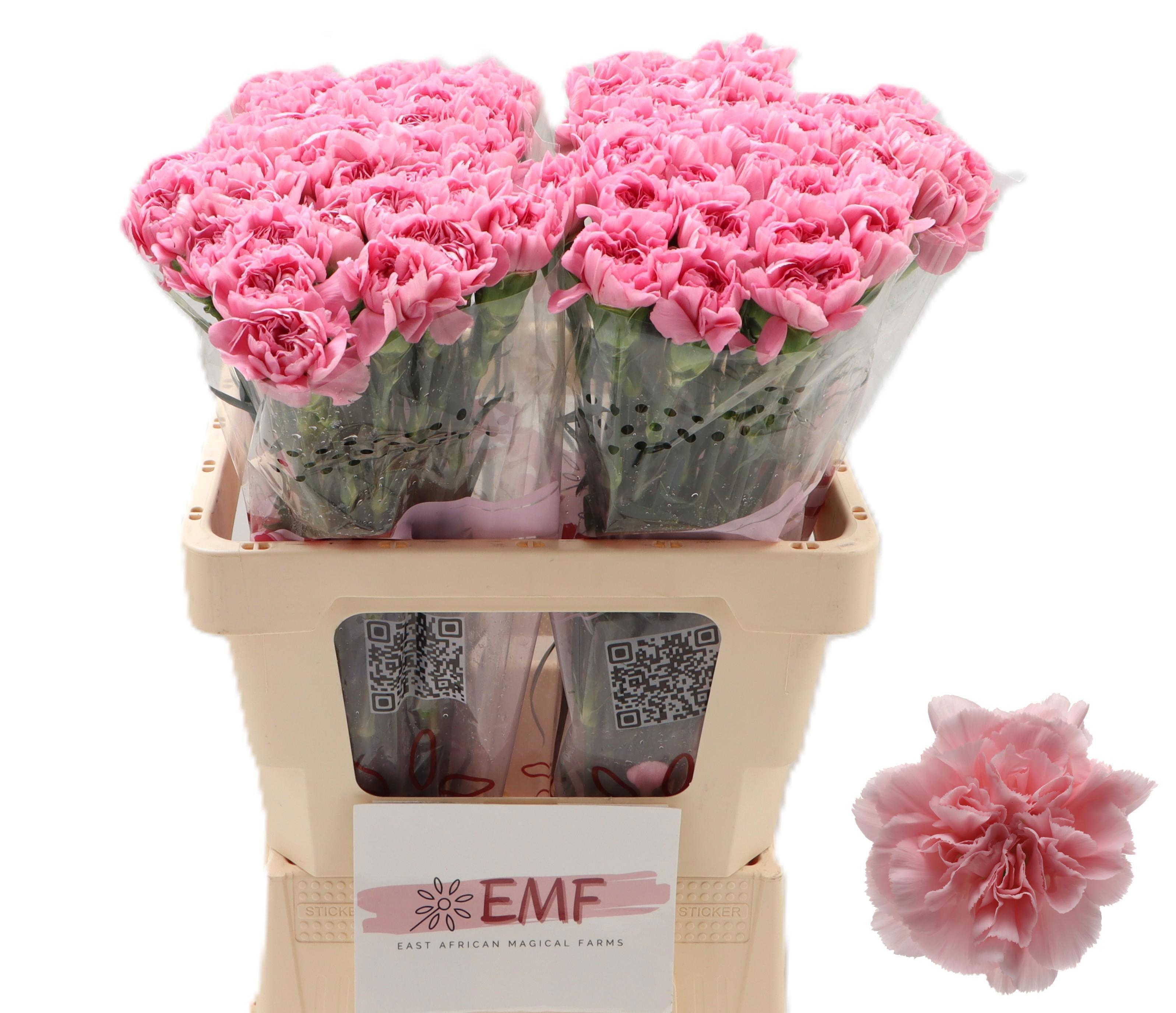 Dianthus St Montezuma 60cm