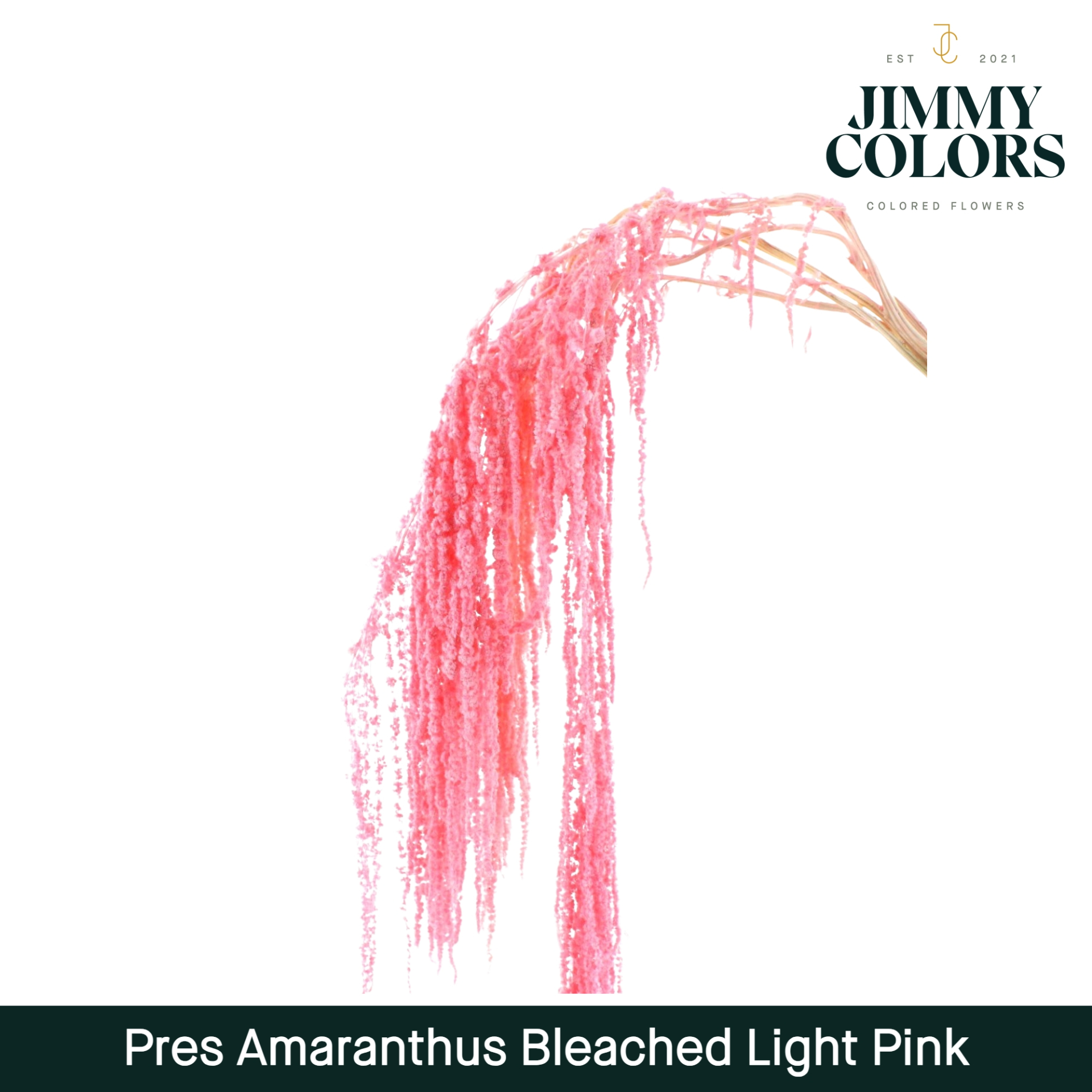 Dried Amaranthus Light Pink