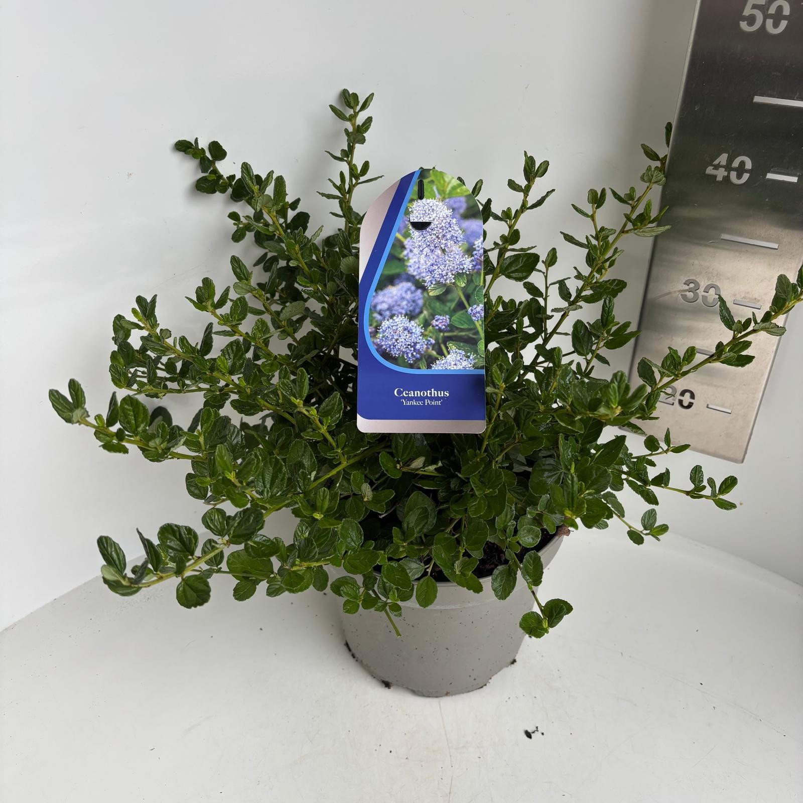 Ceanothus griseus 'Yankee Point'