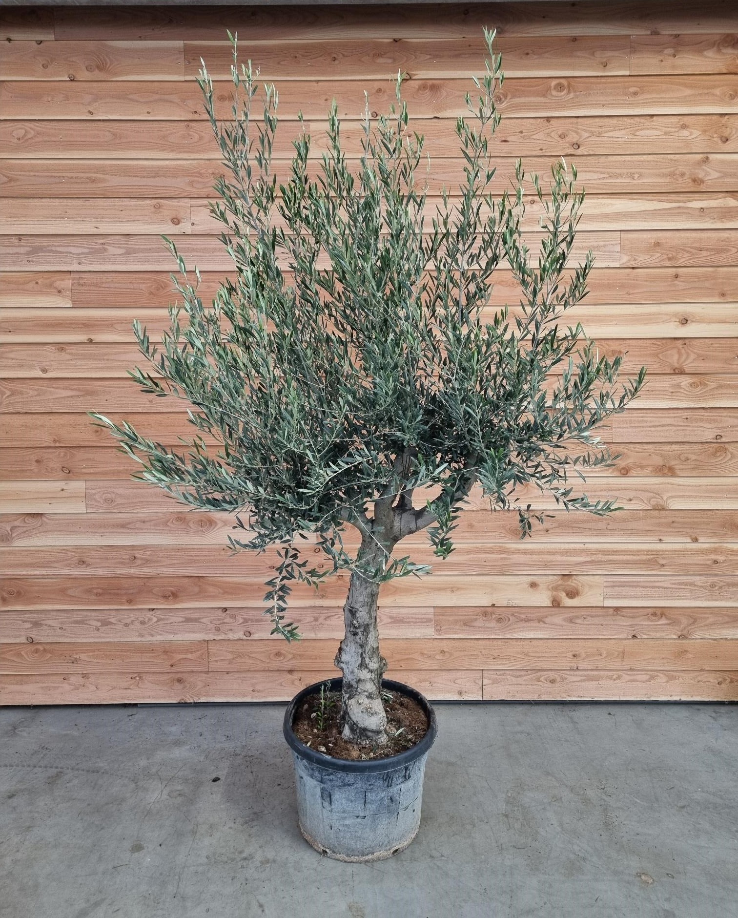 Picture of Olea europaea P60 280cm