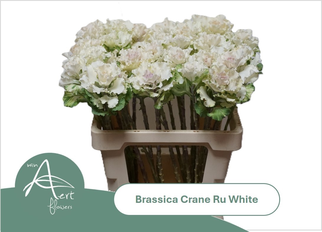 Brassica Crane Ruffle White 60cm