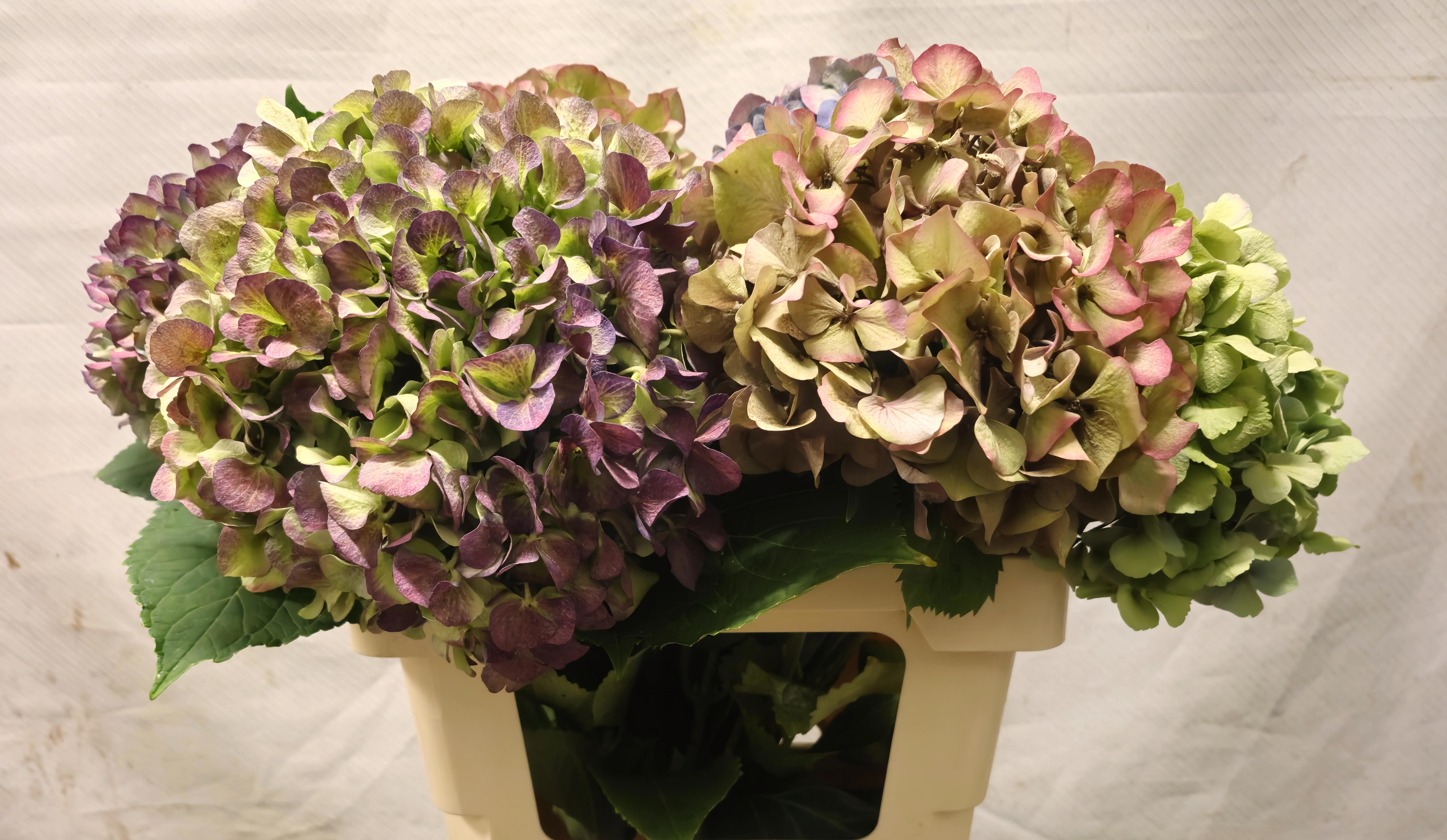 Hydrangea Antique 50cm 17Ø