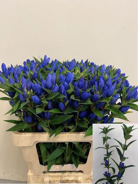 Genti Just Blue