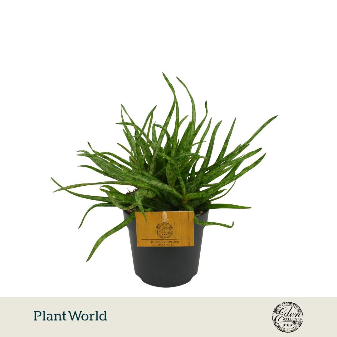 Aloe Spider