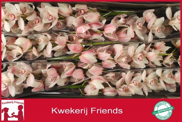 Cymbidium Summer Magic Pink 12/15bl