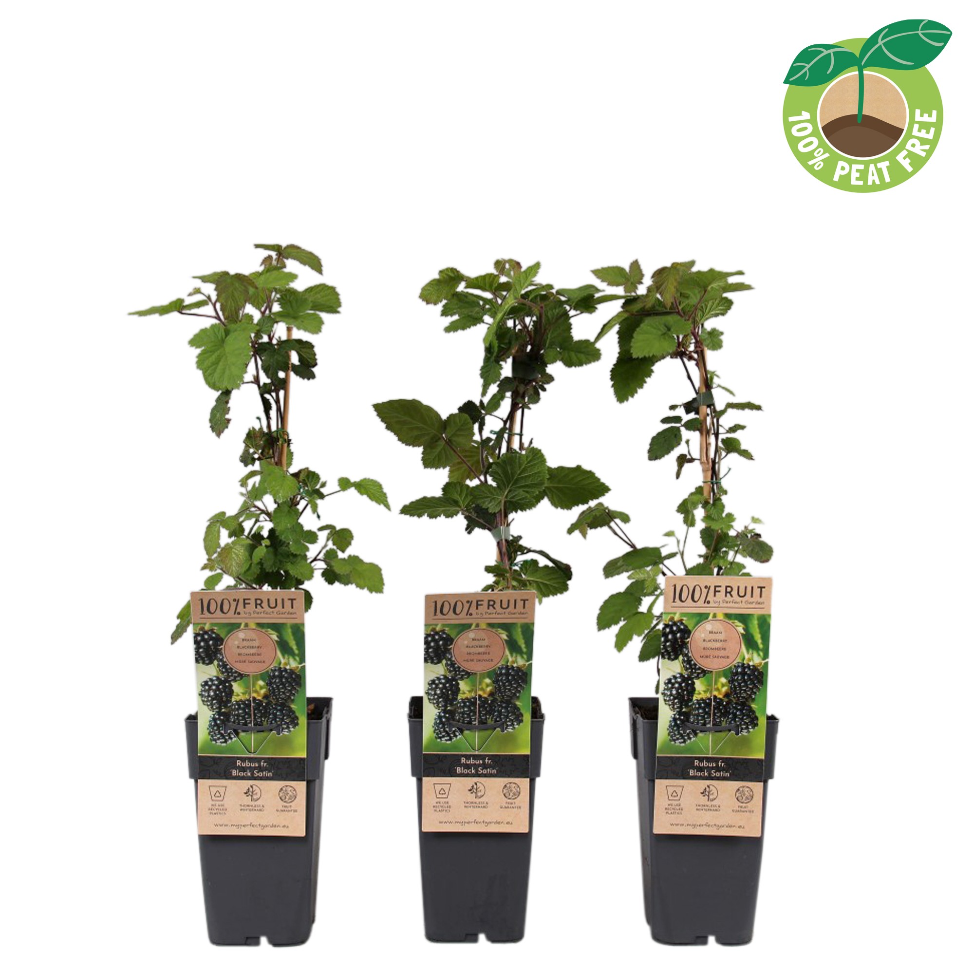 Picture of Rubus fruticosus Black Satin P15 (2 Ltr/high)