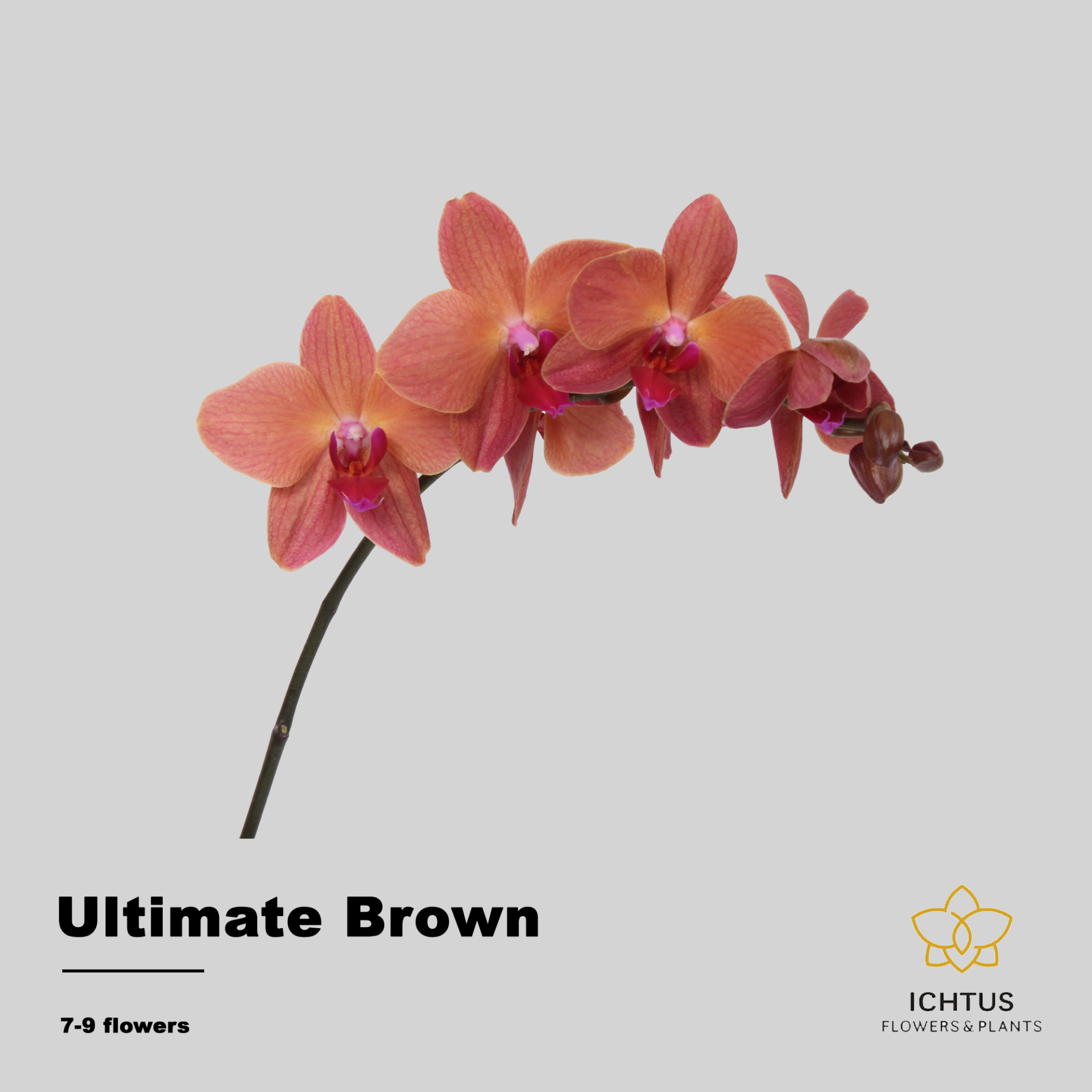 Phal Ultimate Brown Tak 7-9