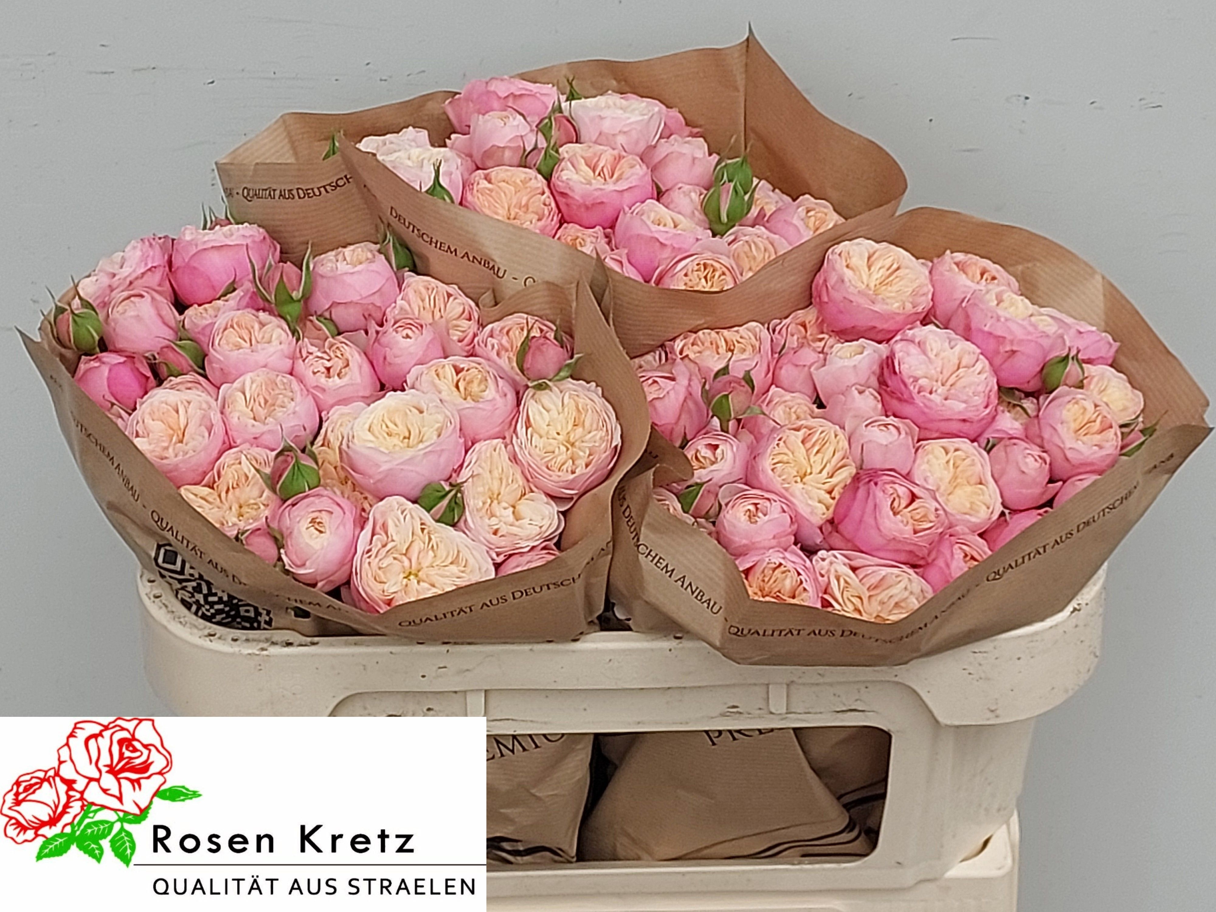 R Tr Royal Blush