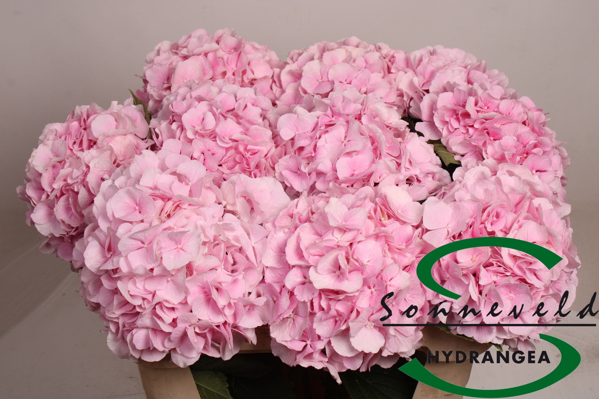 Hydrangea Verena Pink 70cm 20Ø