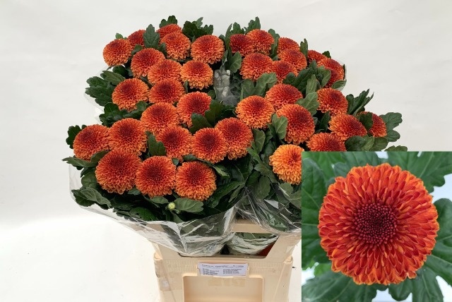 Chrys Single Kiev Bi-color 80cm 75gram
