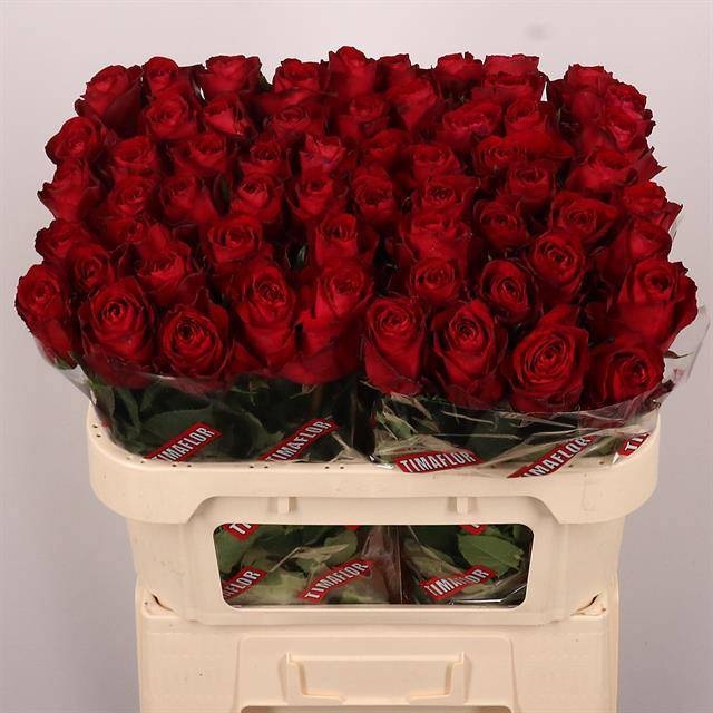 Rosa Madam Red 70cm