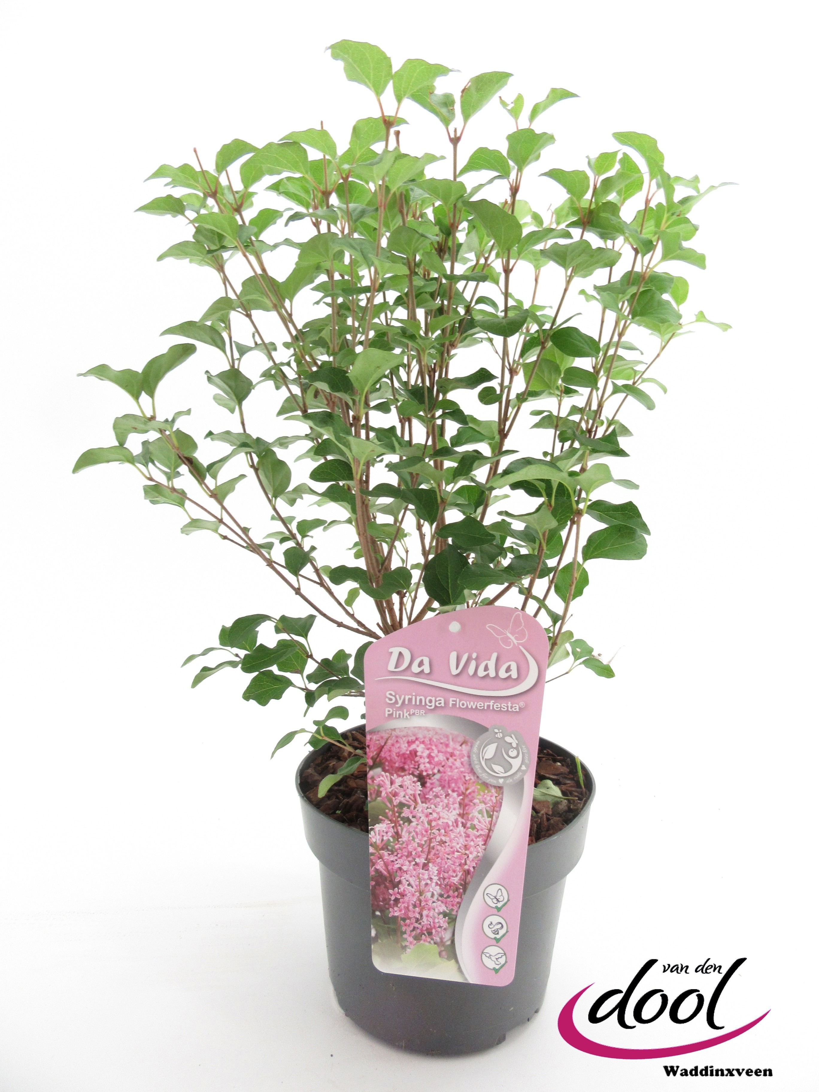 Picture of Syringa Flowerfesta Pink