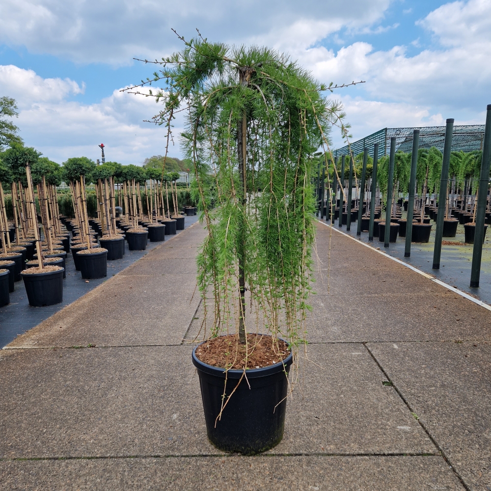 Picture of Larix decidua Puli C20 80/STD (LOOSE)