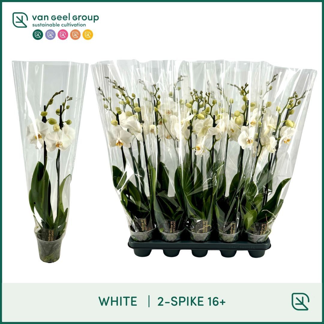 Phalaenopsis White 2 Stem 12Ø 65cm