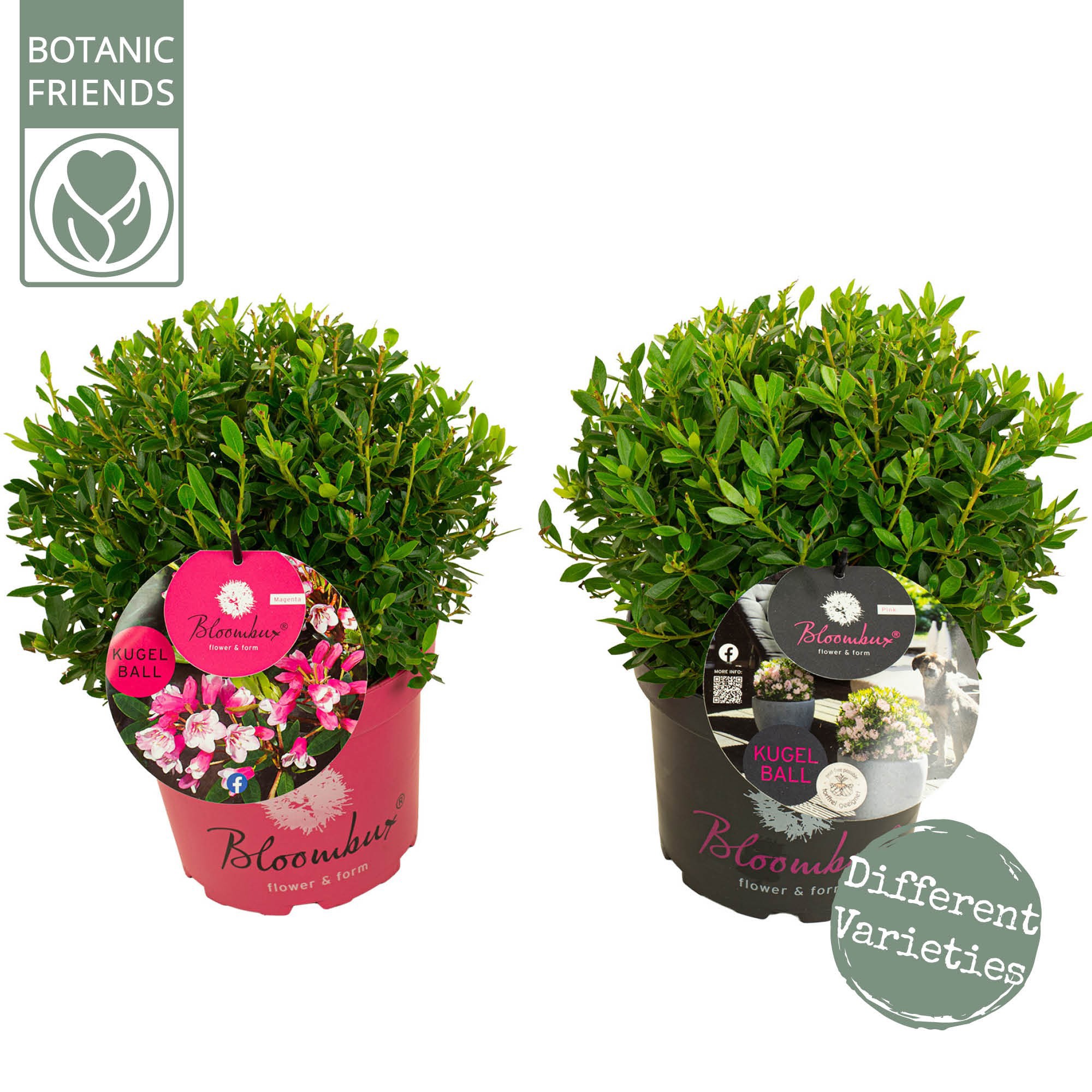 Rhododendron 'Bloombux' Mix BOL