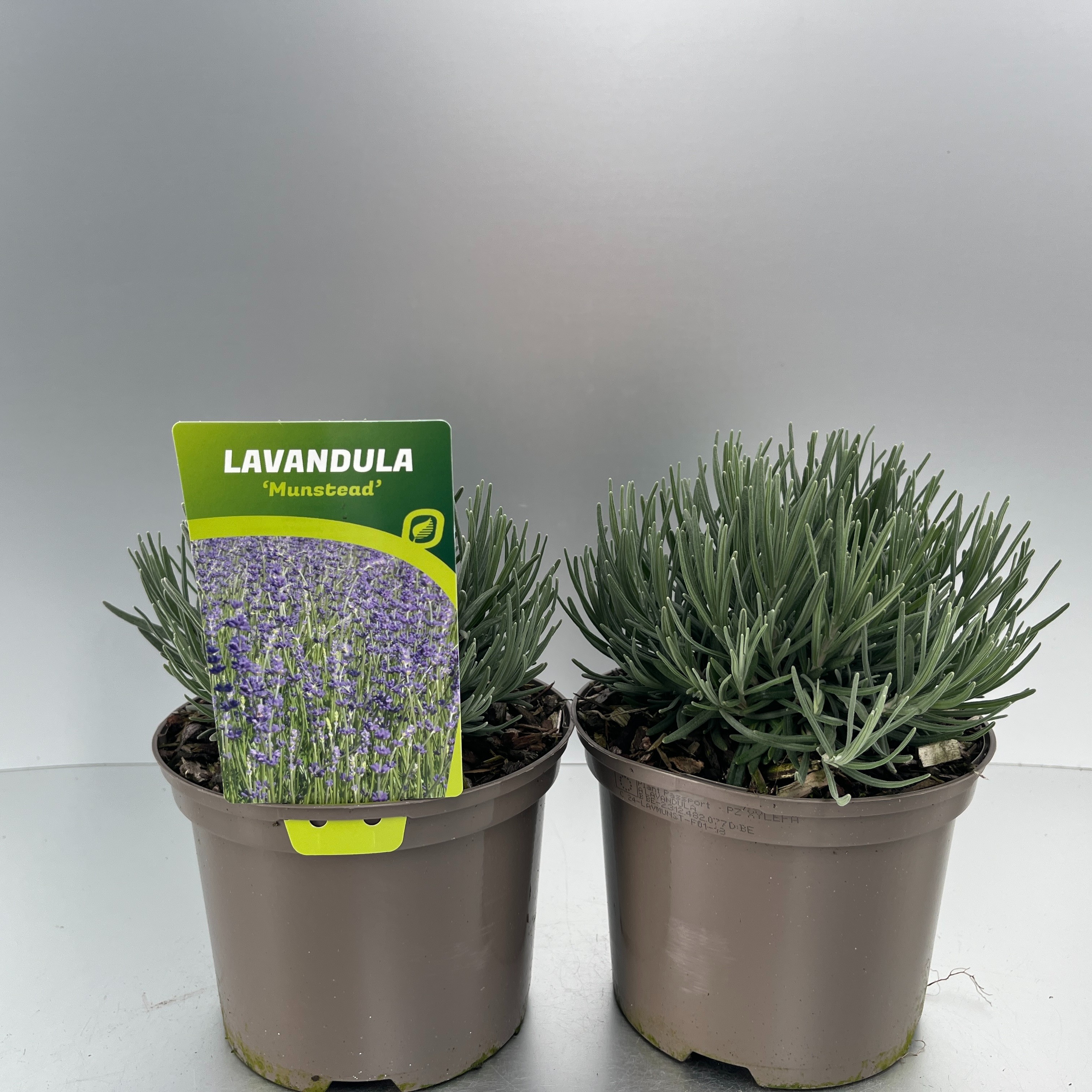 Picture of Lavandula ang. Munstead P17 (2 Ltr)