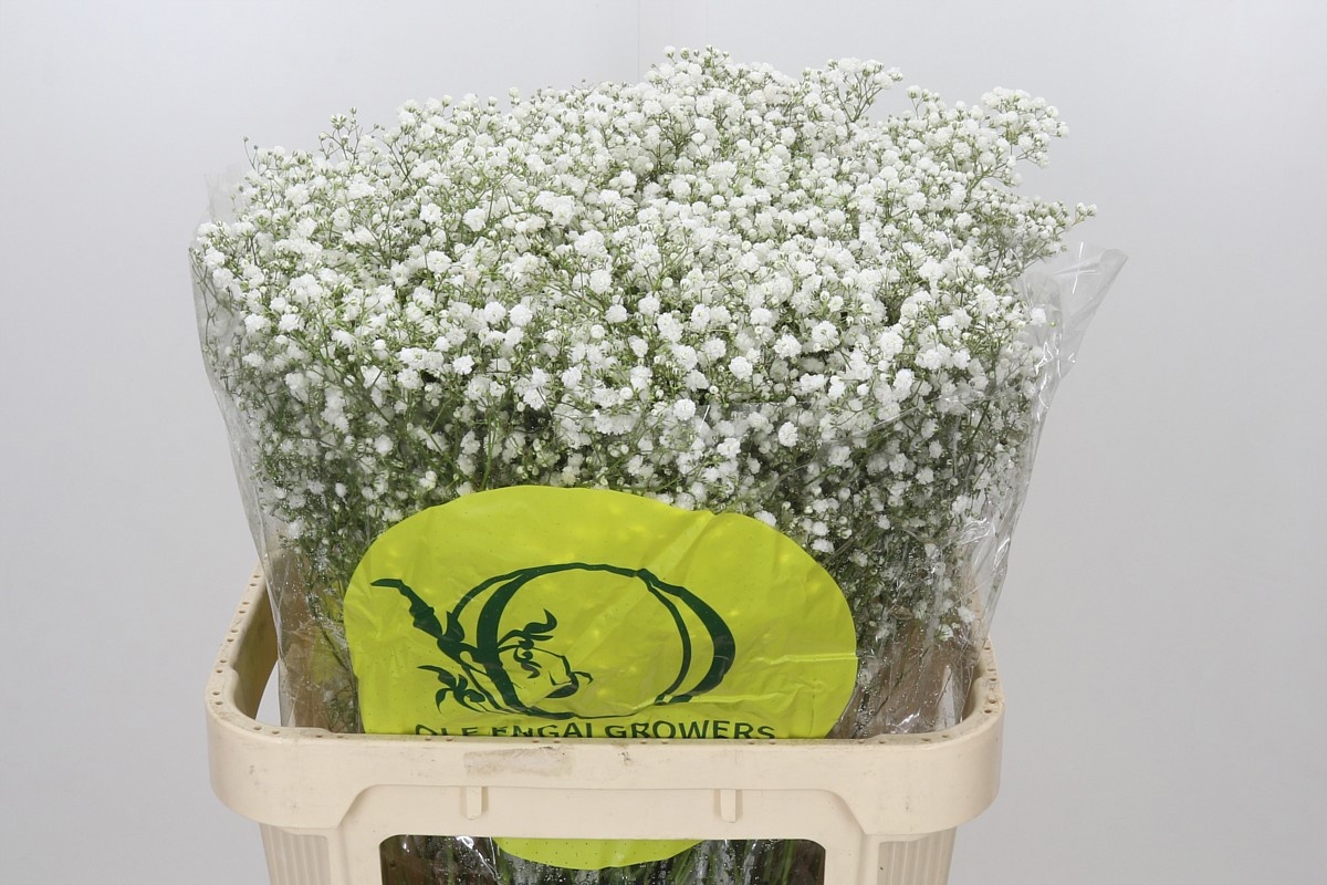 Gypsophila Xlence White 80cm 35gram