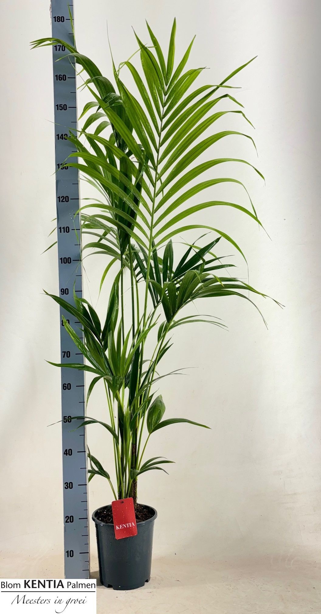 Howea Forsteriana 21P 180H 5stek
