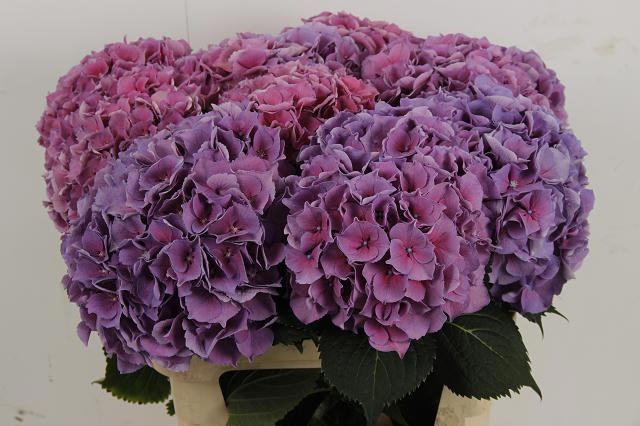 Hydrangea Cassanova 80cm 20Ø