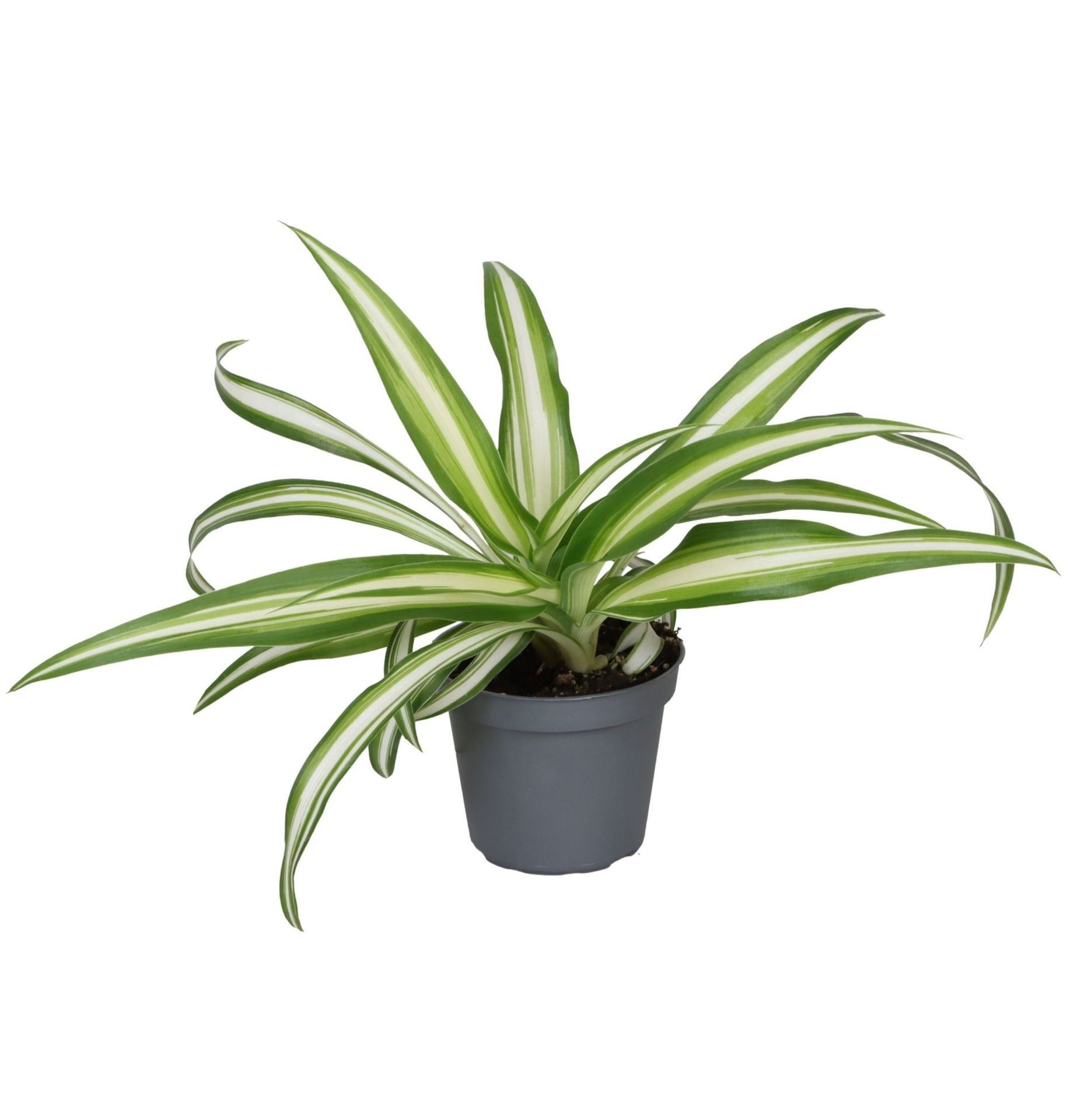 Chlorophytum Variegata