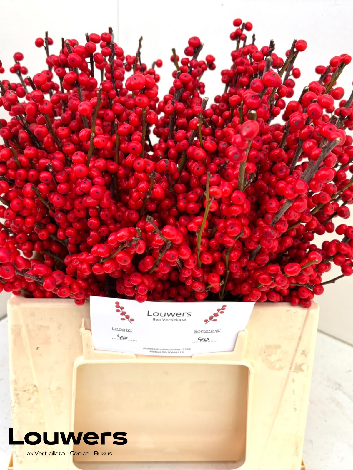 Ilex Verticlilata 40cm